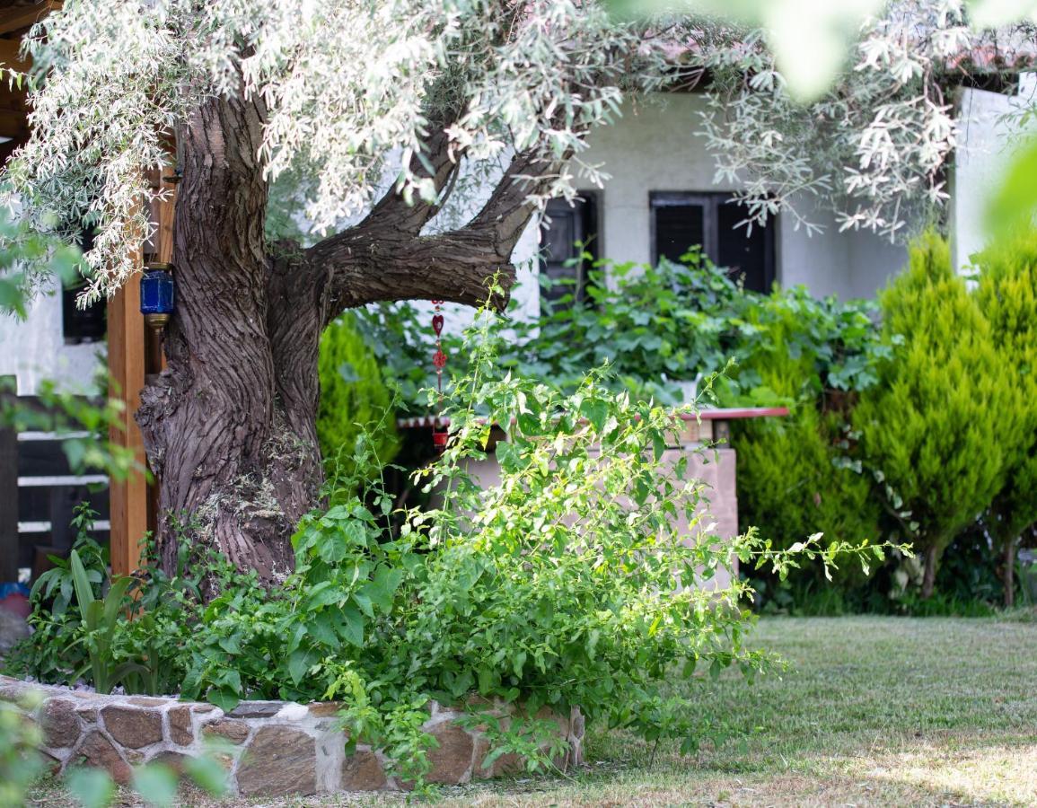 Villa Menie - Golden Fig Sykia Lodge Paralia Sikias Exterior foto